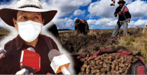 Agricultores alertan baja producción de papa y maíz en Cusco