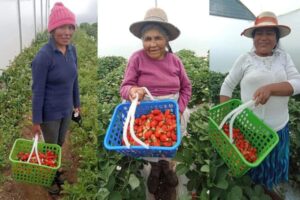 Logran cultivar y cosechar fresas en la puna de Espinar