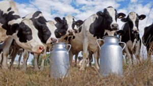 Productores lecheros de Arequipa se reducen en 40% por elevados costos de producción