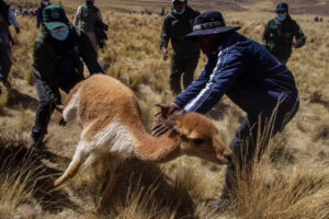 Chaku de vicuñas: La actividad ancestral se realiza en la reserva natural de Pumawasi en Acomayo