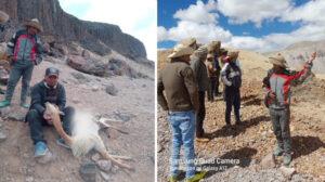 Atentado al Patrimonio de la Nación: Cazadores furtivos matan a 200 vicuñas en Chumbivilcas - Cusco