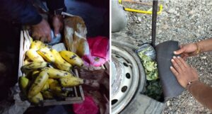 Policía decomisa más de tres toneladas de coca ilegal en Cusco