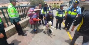 Rescatan a auquénidos bebés de la explotación turística en Cusco