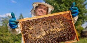 Cusco impulsa la crianza de abejas y la producción sostenible de miel