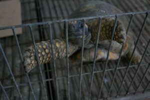 Capacitan a transportistas para prevenir tráfico de flora y fauna en Cusco