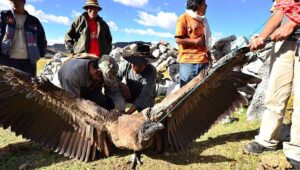 Sentencian a dos personas por maltrato de Cóndor en Cusco