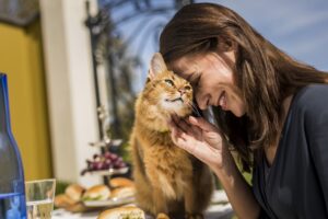 Día Mundial del Gato: ¿Cómo mantener una buena relación entre gatos y perros mascotas?