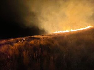 Incendio forestal en cerro Picol de Cusco causó severos daños a flora y fauna