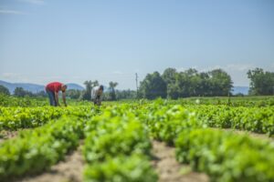 Campaña agrícola Perú 2024 prevé sembrar más de 2 millones de hectáreas en todo el país