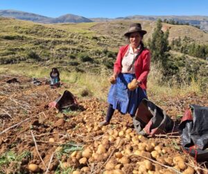 Cusco aumentó su producción de papa en un 95.6 % en diciembre de 2024.