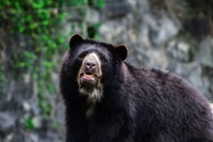 Cusco refuerza la conservación del oso andino con tecnología de fototrampeo.