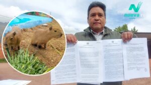 Capibaras en Cusco: Inti y Killa conquistan corazones desde Oropesa con responsabilidad / Foto: Néstor Larico
