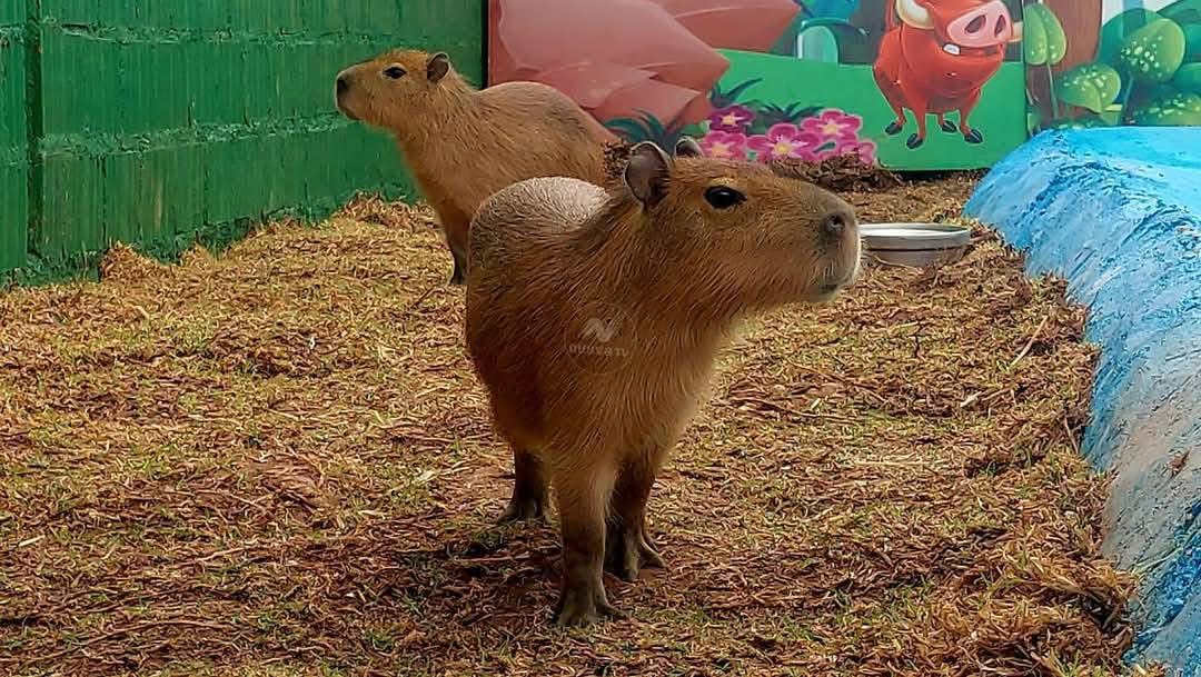 Capibaras en Cusco: Inti y Killa conquistan corazones desde Oropesa con responsabilidad / Foto: Néstor Larico