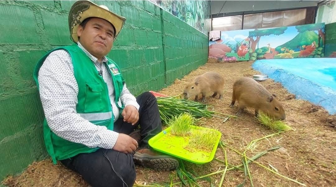 Capibaras en Cusco: Inti y Killa conquistan corazones desde Oropesa con responsabilidad / Foto: Néstor Larico
