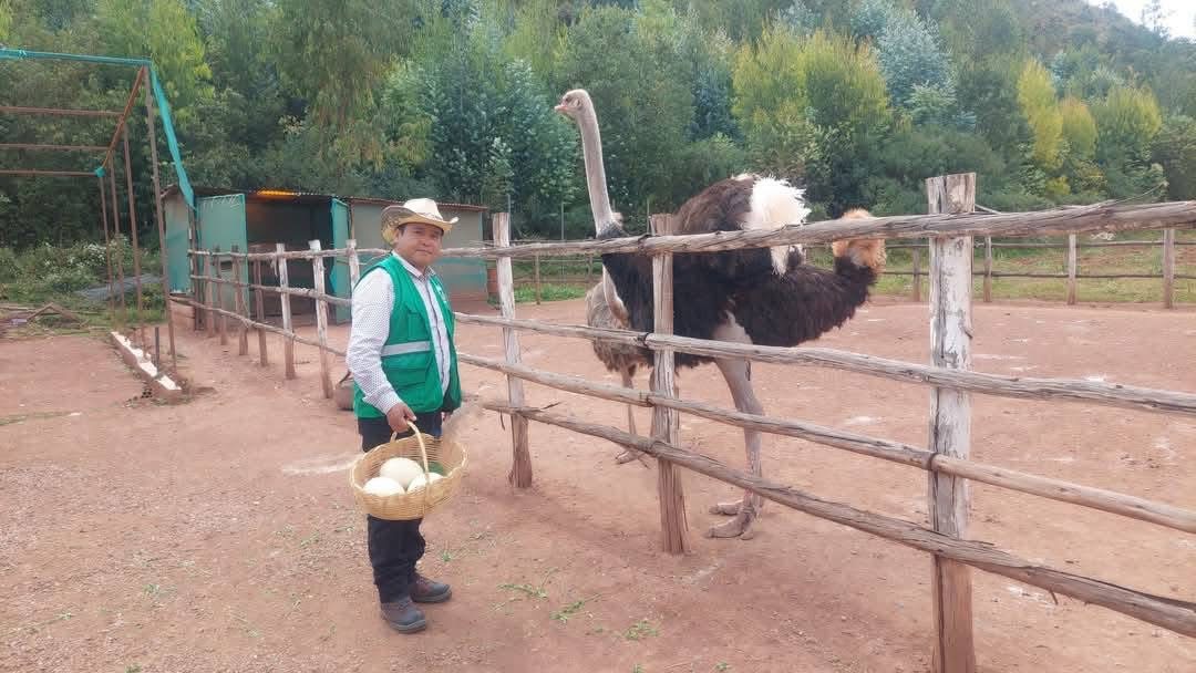 Capibaras en Cusco: Inti y Killa conquistan corazones desde Oropesa con responsabilidad / Foto: Néstor Larico