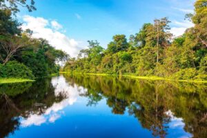 Fondo Concursable Bosques Tropicales destinará $1.5 millones para conservar la Amazonía peruana