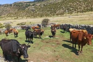 Ganadería regenerativa en Cusco promete desarrollo económico sin destruir los ecosistemas