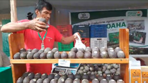 Productores de palta en Cusco exigen apoyo urgente para combatir plagas y mejorar comercialización