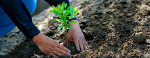 Santa Teresa: Invierten más de S/5 millones en reforestación de la cuenca Salkantay