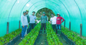 VRAEM: Impulsan producción de más de 300 mil plantones de cacao y frutales.