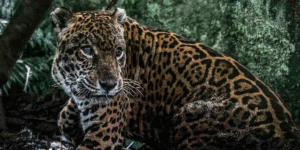 Imagen principal: durante 15 años, Prince vivió en una jaula de cemento como la mascota de un político condenado por corrupción, en la selva norte del Perú. Hoy pasa sus días en mejores condiciones gracias al cuidado del centro de rescate Pilpintuwasi. Foto: Max Cabello * Crónica cuya versión original fue publicada por Mongabay Latam, en el marco de un especial sobre tráfico ilegal de gatos silvestres en América Latina.