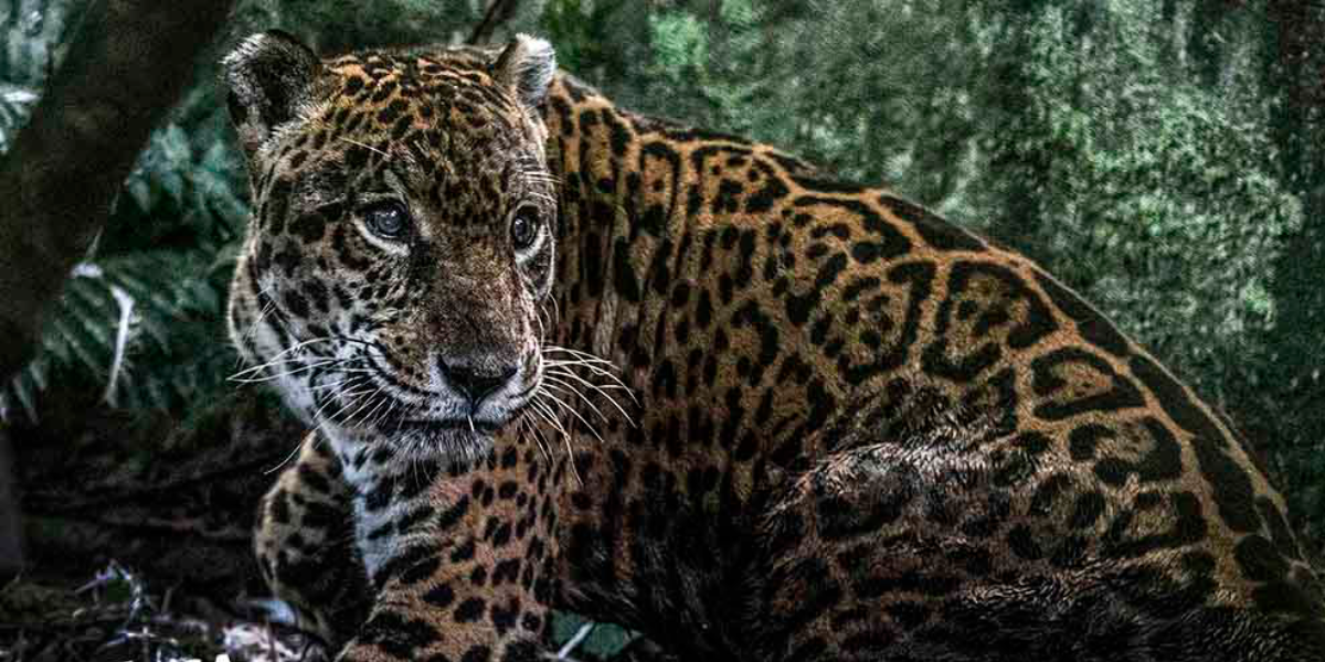 Imagen principal: durante 15 años, Prince vivió en una jaula de cemento como la mascota de un político condenado por corrupción, en la selva norte del Perú. Hoy pasa sus días en mejores condiciones gracias al cuidado del centro de rescate Pilpintuwasi. Foto: Max Cabello * Crónica cuya versión original fue publicada por Mongabay Latam, en el marco de un especial sobre tráfico ilegal de gatos silvestres en América Latina.