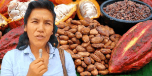 Emprendedores agrícolas resaltan el valor mundial del cacao chuncho y piden apoyo para fortalecer su cultivo