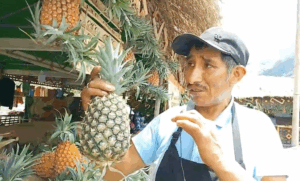 Quellouno: Productores de piña piden al Gobierno mayor inversión en agricultura