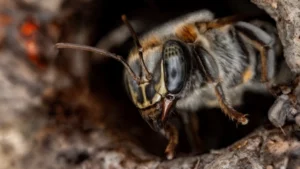 Casi la mitad de los hábitats de abejas sin aguijón en la Amazonía peruana está en riesgo por la deforestación