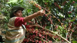 La agricultura en La Convención enfrenta relevo generacional de su mano de obra