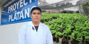Pichari destina S/1.4 millones del canon gasífero a mejorar la producción de plátano