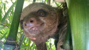 Exigen sanciones por maltrato a oso perezoso en Tocache y piden acciones legales inmediatas