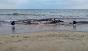 Hallan ballena jorobada muerta en Tumbes: Investigan enmallamiento con redes de pesca como causa de muerte