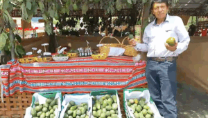 Quellouno: Productores de palta Hass buscan exportar ante bajo consumo local en Cusco