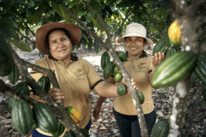 Kimbiri apuesta por el cacao ecológico con sello propio