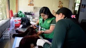 Tráfico de animales silvestres en Tingo María: Más de 40 especies fueron rescatadas en recientes operativos