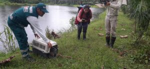 Cusco: Serfor libera una boa arco iris hallada en vivienda de Paucartambo