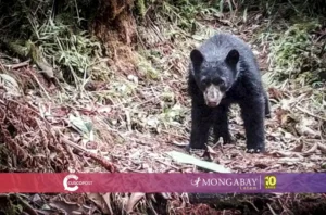 conservacion osos cusco - cusco post mongabay latam