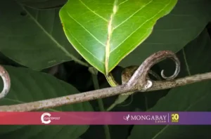 Uña de gato dia mundial de la vida silvestre - amazonia peruana