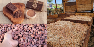 Infraestructura y certificaciones limitan competitividad agroexportadora en La Convención