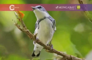 Reinita cerúlea (Setophaga cerulea) macho fotografiado en Costa Rica. Foto: cortesía Asociación Ambiental Cerúlea