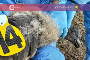uchuy condor polluelo GPS - Cusco Post