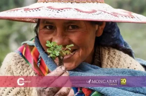 Mujeres kewiña - indígenas quechua restauran bosques andinos para proteger el agua de Bolivia - cusco post