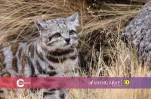 El gato andino es el felino menos visto en la región y habita en Argentina, Bolivia, Chile y Perú. Foto: Juan Repucci/Alianza Gato Andino (AGA)/WCS Argentina
