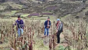 Fenómeno El Niño en Cusco: Gobiernos locales ejecutaron solo el 33% de su presupuesto anual en prevención de desastres
