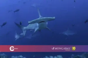 Los tiburones se encuentran en la cima de la pirámide trófica. Al cazar, también se alimentan de peces heridos o enfermos, lo que regula las poblaciones de otras especies, manteniendo la salud y el equilibrio de los ecosistemas marinos. Foto: Joshua Vela